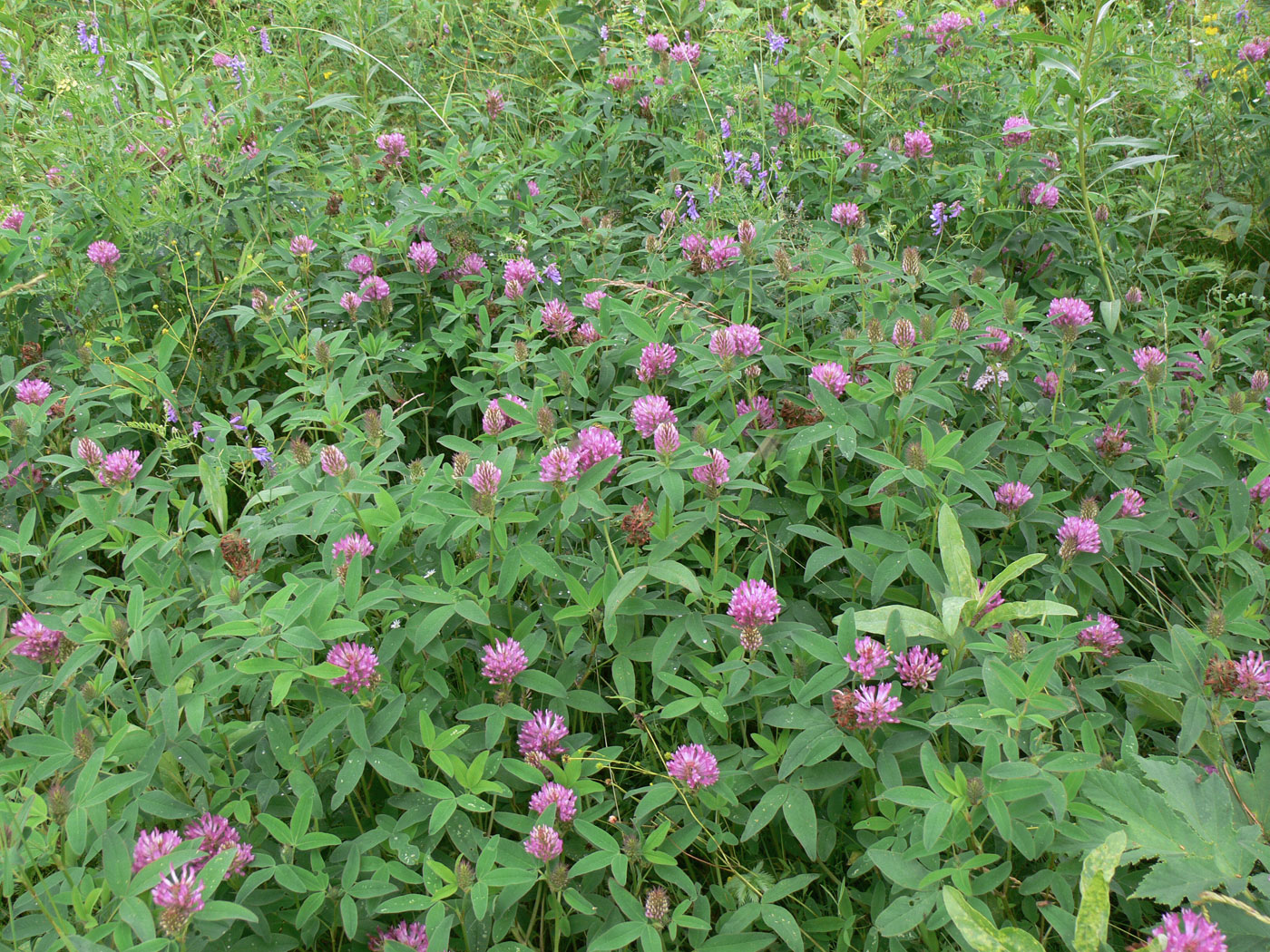 Image of Trifolium medium specimen.