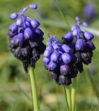 Muscari commutatum