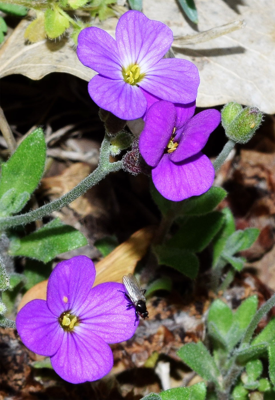 Изображение особи Aubrieta &times; cultorum.