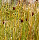 Typha minima