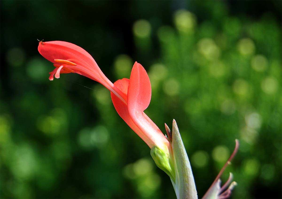 Изображение особи Gladiolus splendens.
