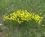 Linum czernjajevii. Цветущие растения на степном склоне. Украина, Донецкая обл., Новоазовский р-н, окр. пос. Гусельщиково, балка Харцызская. 06.06.2010.