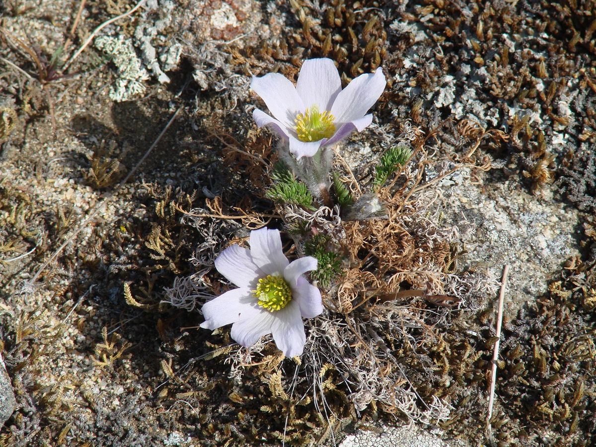 Изображение особи Pulsatilla tenuiloba.