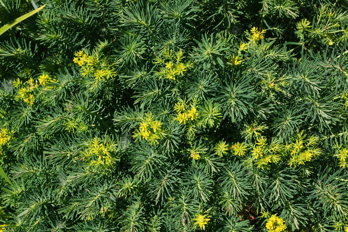 Изображение особи Euphorbia cyparissias.