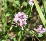 Origanum vulgare. Верхушка цветущего побега с кормящимся шмелём. Казахстан, Восточно-Казахстанская обл., г. Риддер, окр. Малоульбинского вдхр., луг. 28.07.2008.