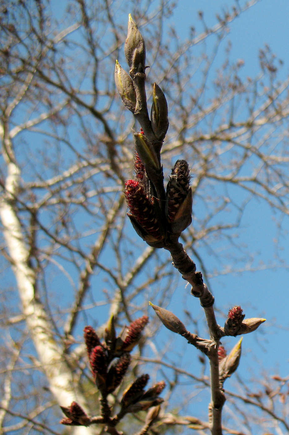 Изображение особи Populus suaveolens.