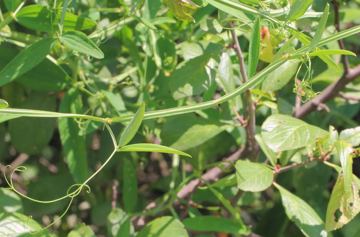 Изображение особи Lathyrus sylvestris.