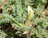 Astragalus lasiosemius