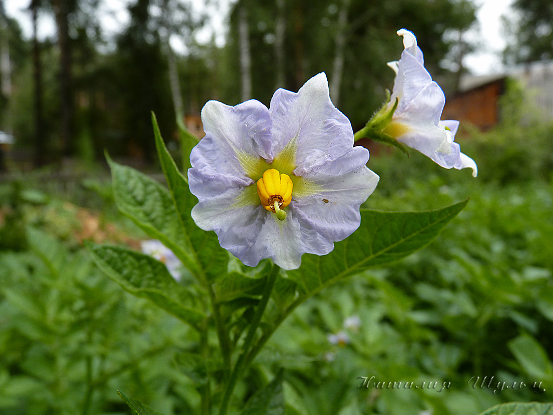 Изображение особи Solanum tuberosum.