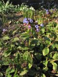 Pulmonaria saccharata