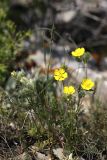 Potentilla soongorica. Цветущее растение. Южный Казахстан, хр. Боролдайтау, северный склон (южнее Васильевки). 08.05.2010.