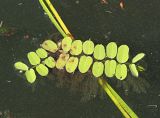 Salvinia natans