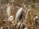 Avena sterilis