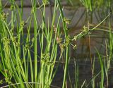 Cyperus difformis