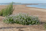 Cakile baltica. Цветущее растение. Ленинградская обл., Кингисеппский р-н, Финский залив; Кургальский риф, о. Курголовская Рейма, песчаная отмель. 15.08.2020.