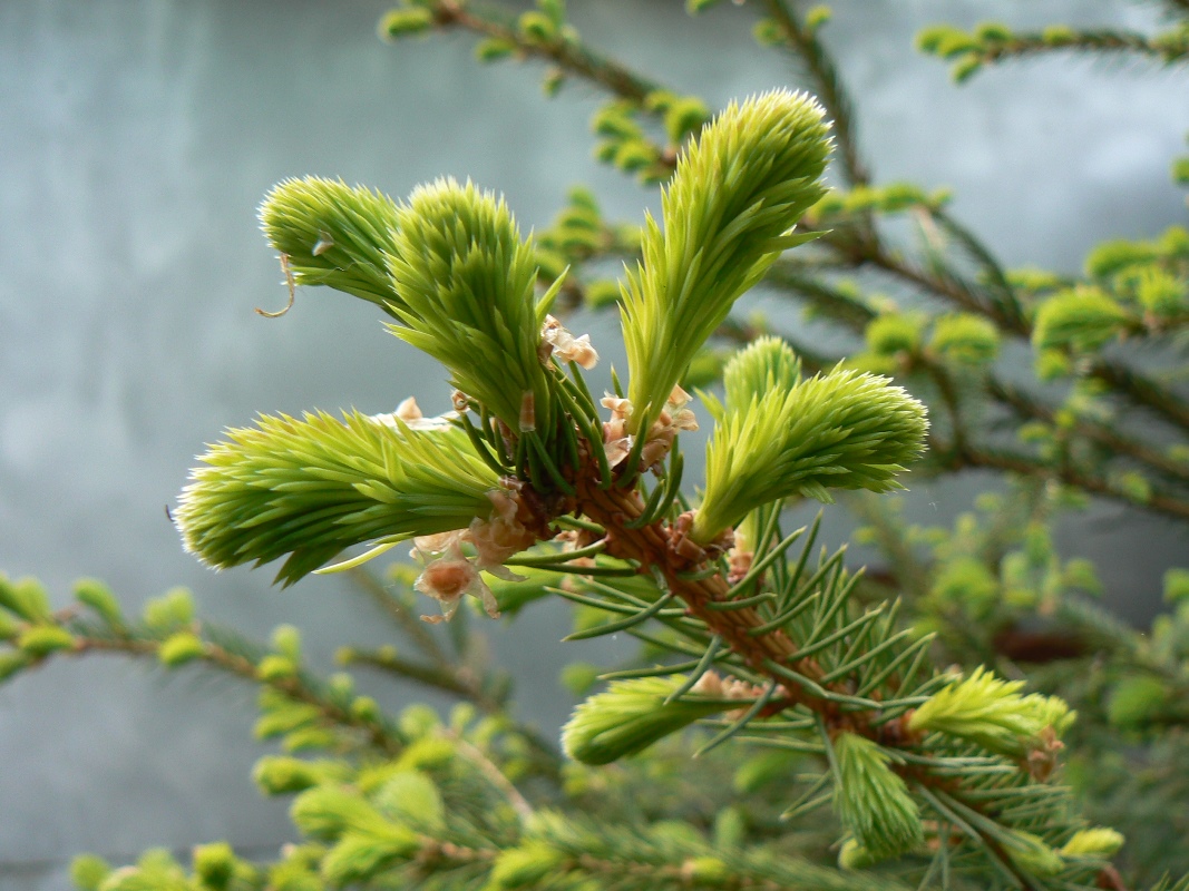 Изображение особи Picea koraiensis.