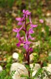 Orchis anatolica. Соцветие. Израиль, Голанские высоты, лес Одем, поляна. 07.04.2011.