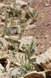 Sisymbrium polymorphum