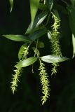 Salix euxina. Веточка с незрелыми соплодиями. Санкт-Петербург, Кировский р-н, внутриквартальная зелёная зона. 03.06.2023.