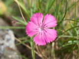 Dianthus oschtenicus