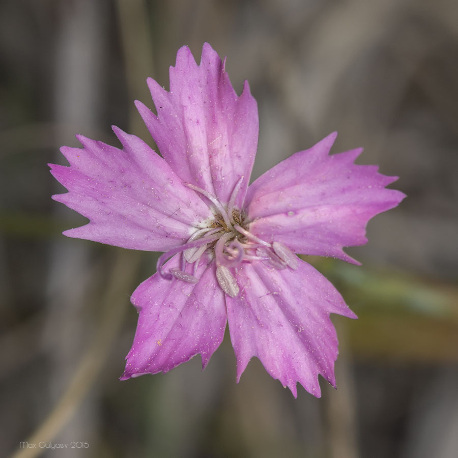 Изображение особи Dianthus campestris.