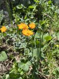 Trollius dschungaricus