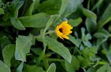 Calendula arvensis