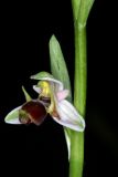 Ophrys oestrifera. Цветок. Краснодарский край, г/о Сочи, Адлерский р-н, окр. с. Хлебороб, выс. ок. 250 м н.у.м., грабинник. 28 мая 2023 г.