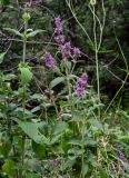 Stachys balansae