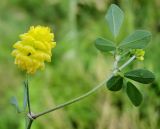 Trifolium campestre