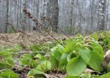 Orthilia secunda. Растения с прошлогодними плодами в берёзовой роще. Смоленская обл., Смоленский р-н, окр. дер. Жарь. 17.04.2011.