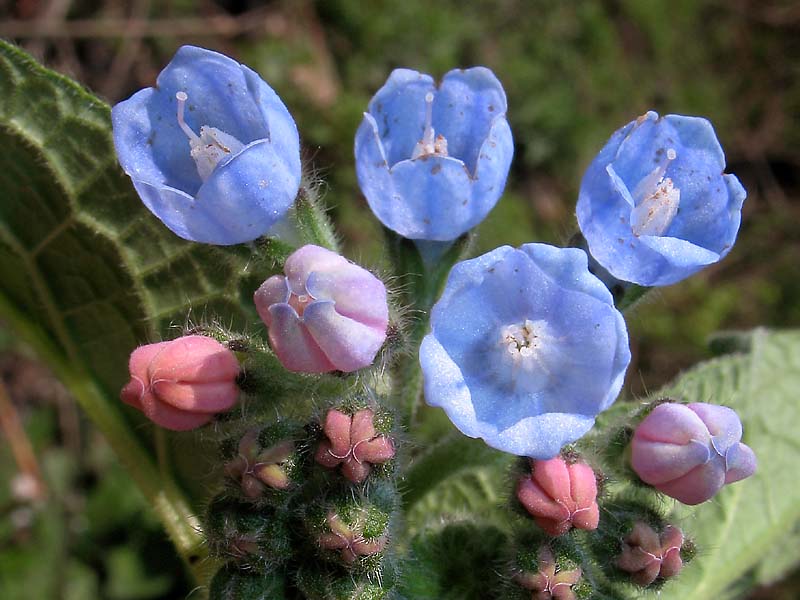 Изображение особи Symphytum caucasicum.