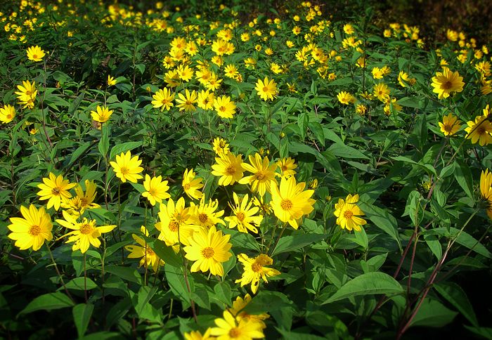 Изображение особи Helianthus tuberosus.