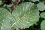 Cotinus coggygria