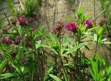 Trifolium lupinaster