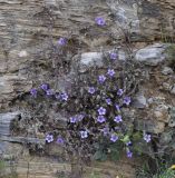 Campanula rupestris