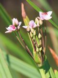 Butomus umbellatus