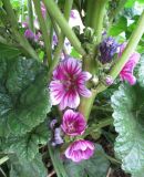 Malva mauritiana