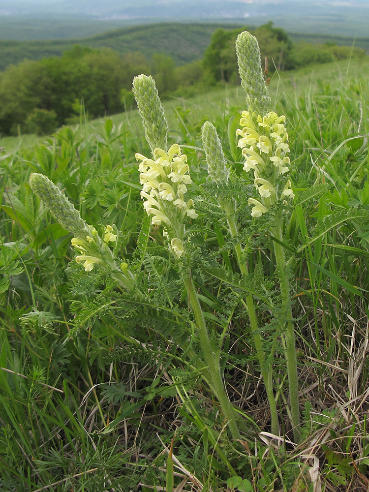 Изображение особи Pedicularis sibthorpii.