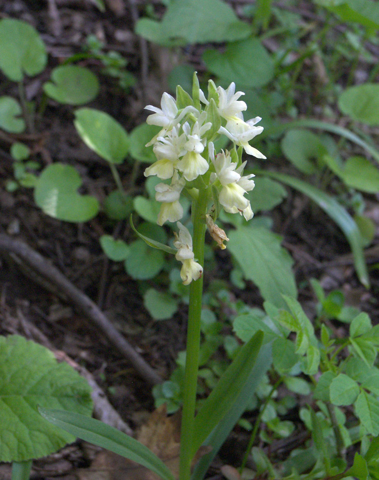 Изображение особи Dactylorhiza romana ssp. georgica.