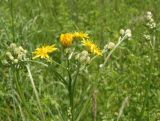 Crepis biennis