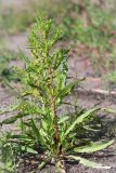 Rumex maritimus. Цветущее растение на песчаном пляже в зоне забрызга. Ленинградская обл., Кургальский заказник, берег Финского залива. 17.08.2014.