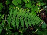 Dryopteris dilatata