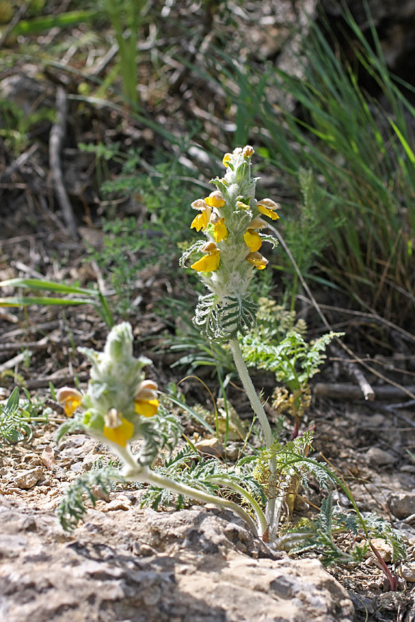 Изображение особи Phlomoides speciosa.