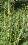 Pedicularis dolichorrhiza. Верхушки растениий с зацветающими соцветиями. Кыргызстан, Нарынская обл., левый берег р. Нарын, долина руч. Бурган-Суу. 11.06.2015.