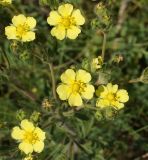 Potentilla recta