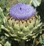 Cynara scolymus