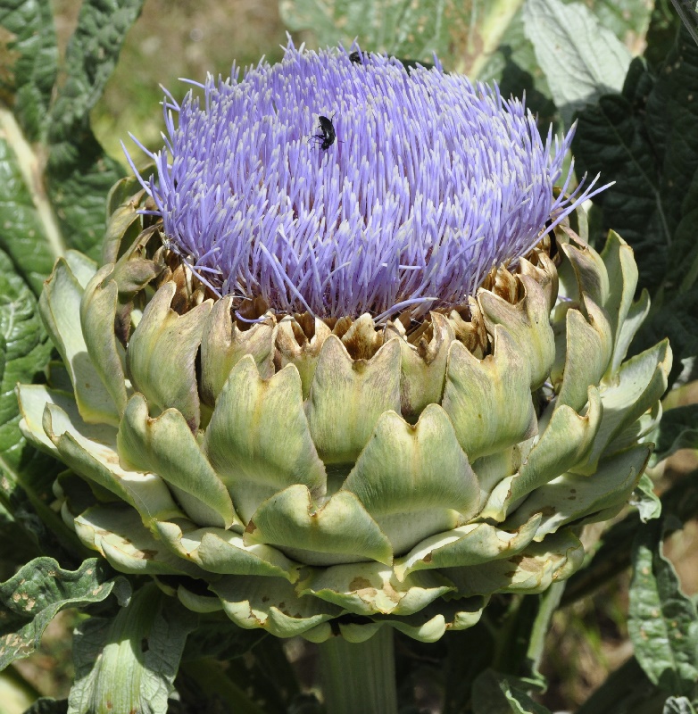 Image of Cynara scolymus specimen.