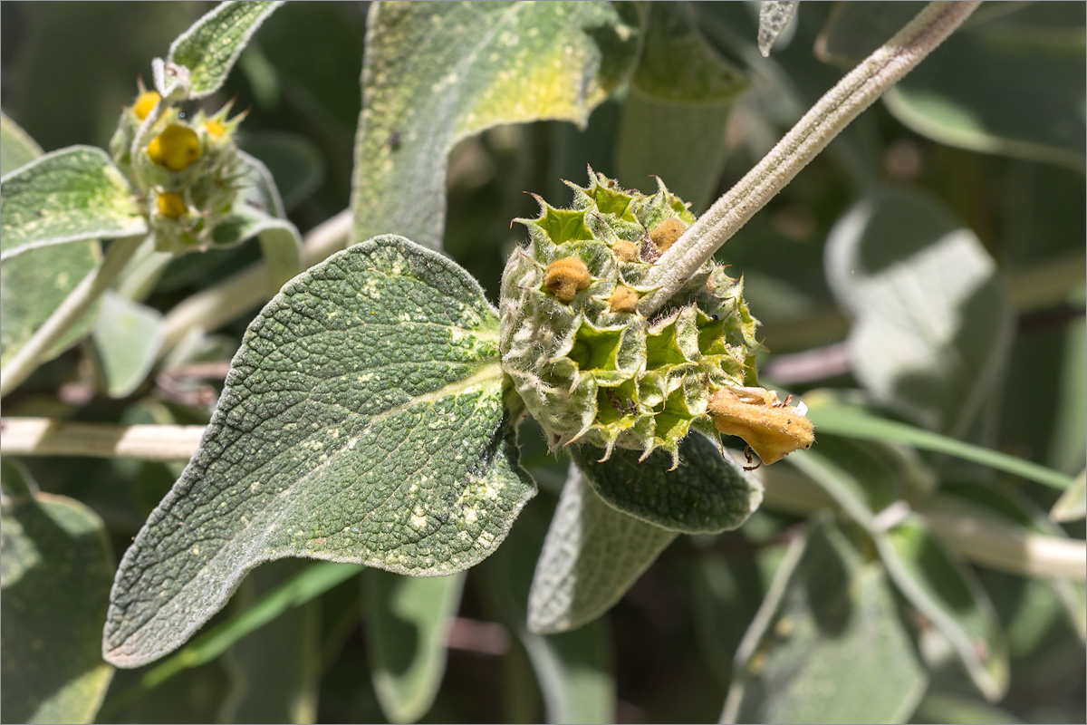 Изображение особи Phlomis fruticosa.