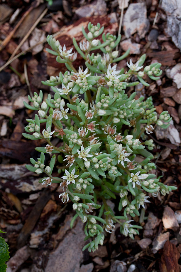 Изображение особи Sedum hispanicum.